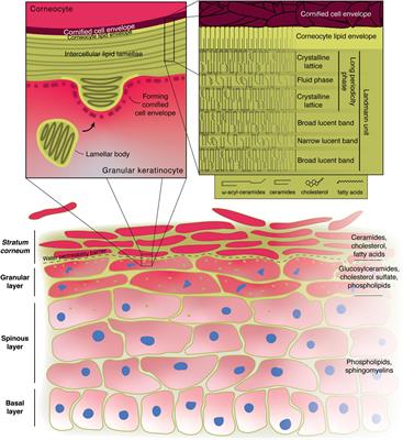 Mammalian Epidermis: A Compendium of Lipid Functionality